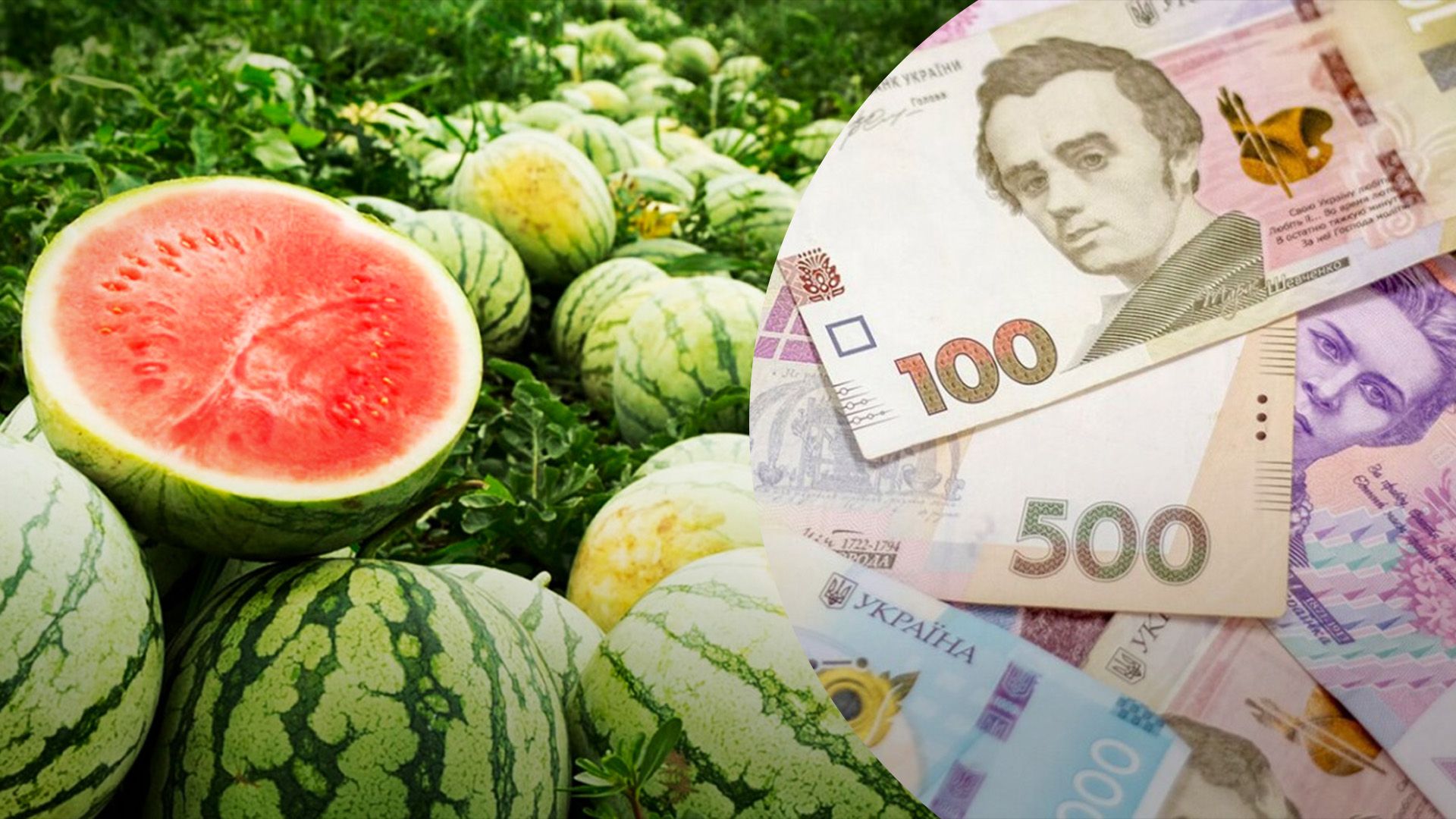 Цьогоріч виробники кавунів працювали майже у збиток Цьогоріч виробники кавунів працювали майже у збиток