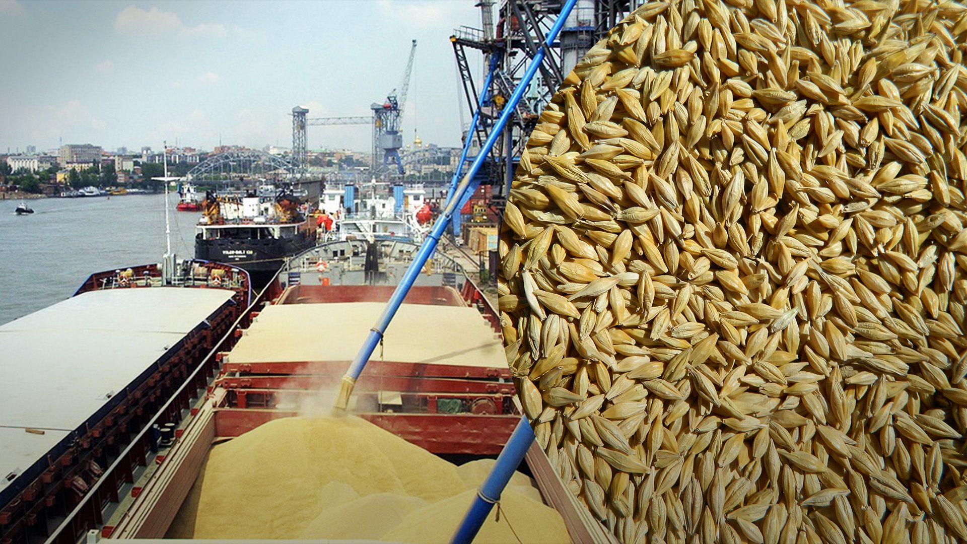 Ячмінь, що йде на експорт подорожчав Ячмінь, що йде на експорт подорожчав