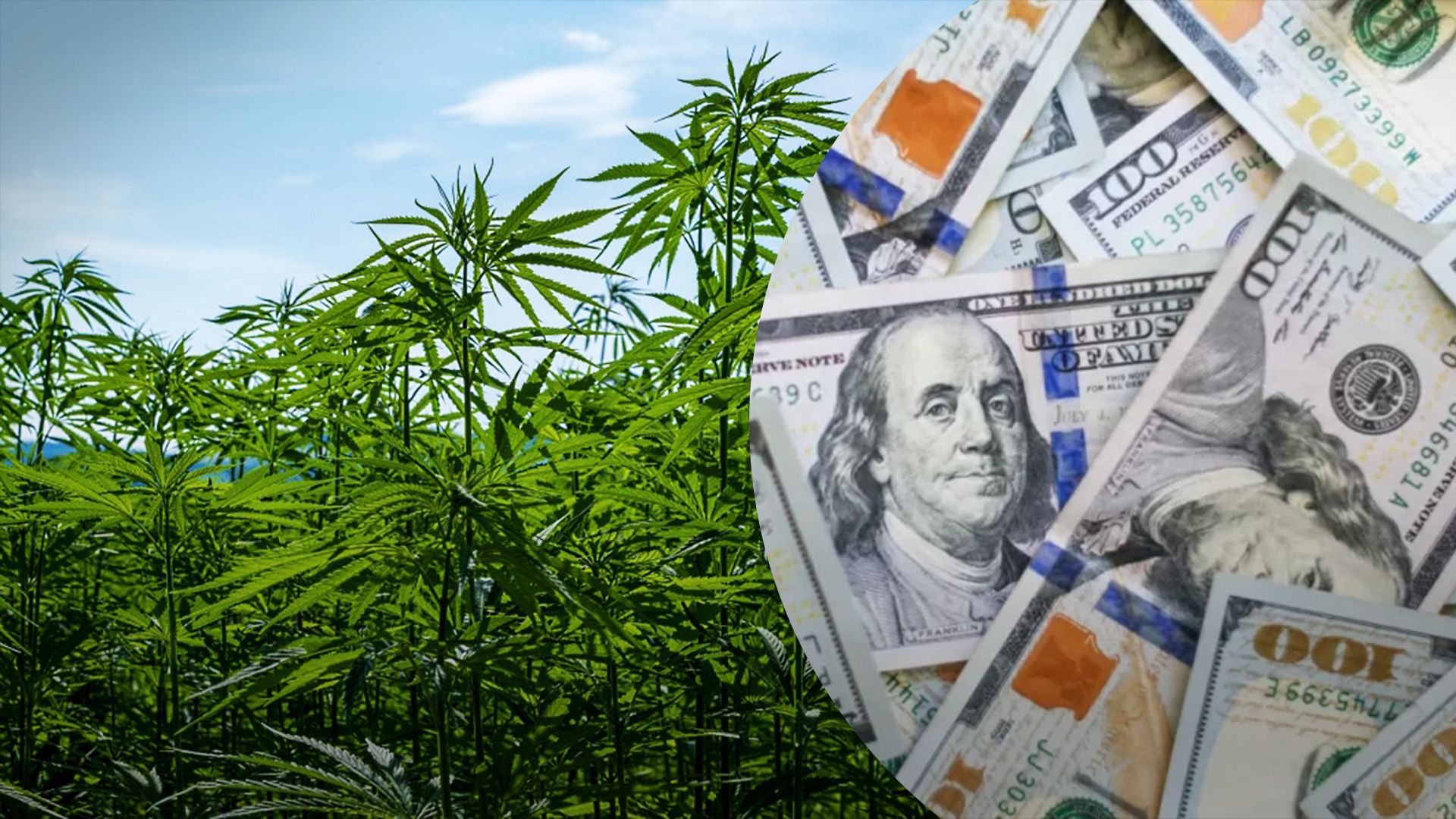 Ринок конопель за 2024 рік склав 10 мільйонів доларів Ринок конопель за 2024 рік склав 10 мільйонів доларів