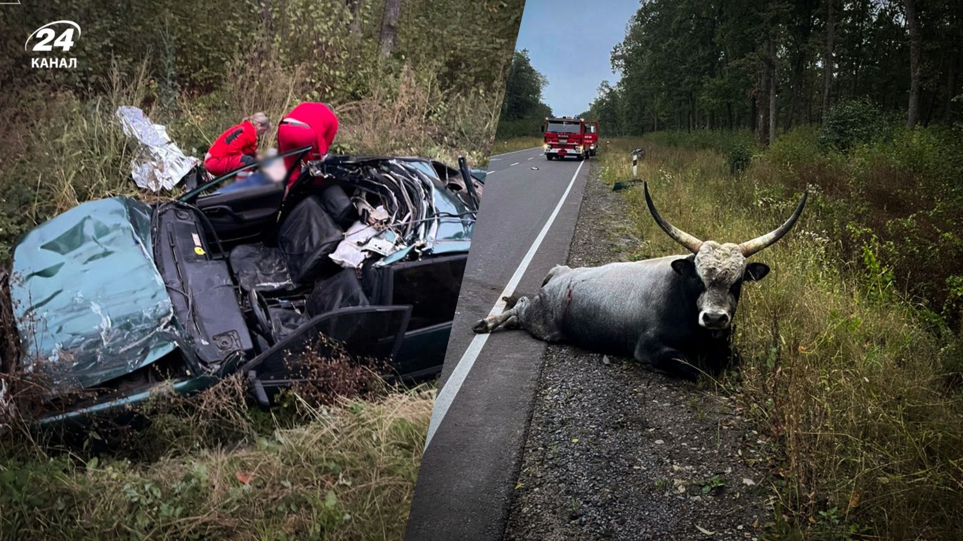 ДТП у Львівській області через корову