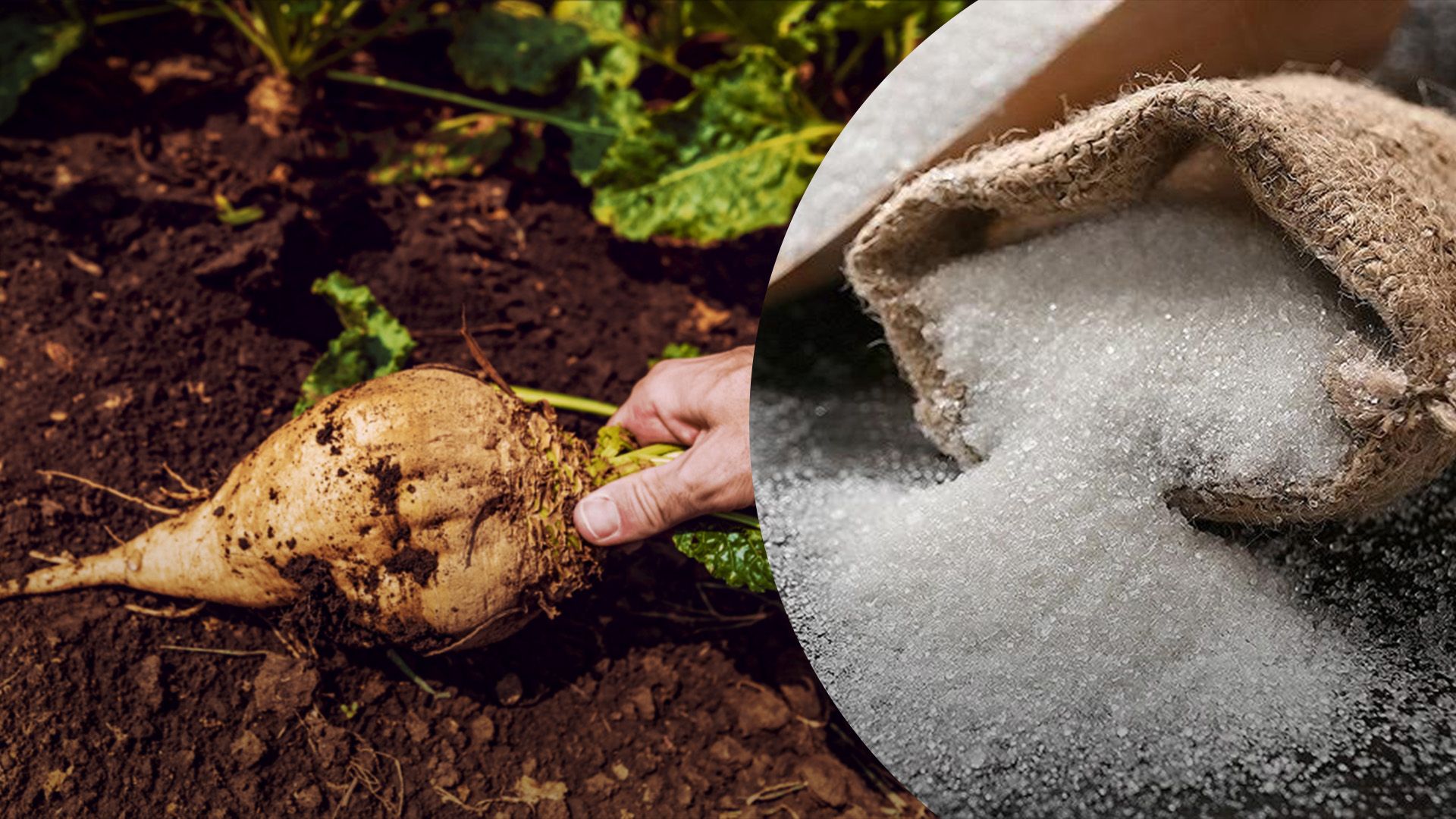 Як посухи вплинуть на ціну цукру Як посухи вплинуть на ціну цукру