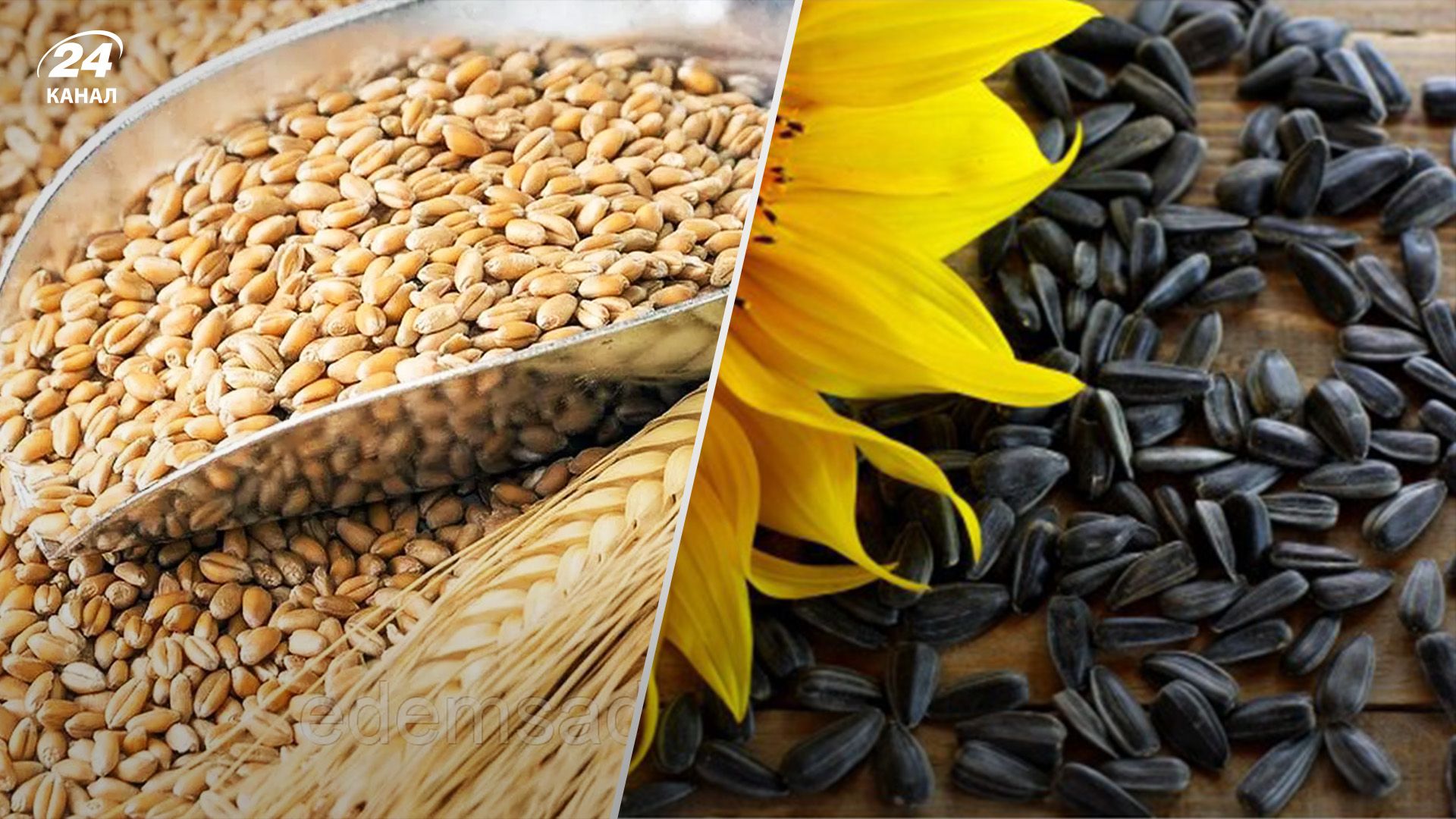 Урожай поздних культур сильно упал Урожай поздних культур сильно упал