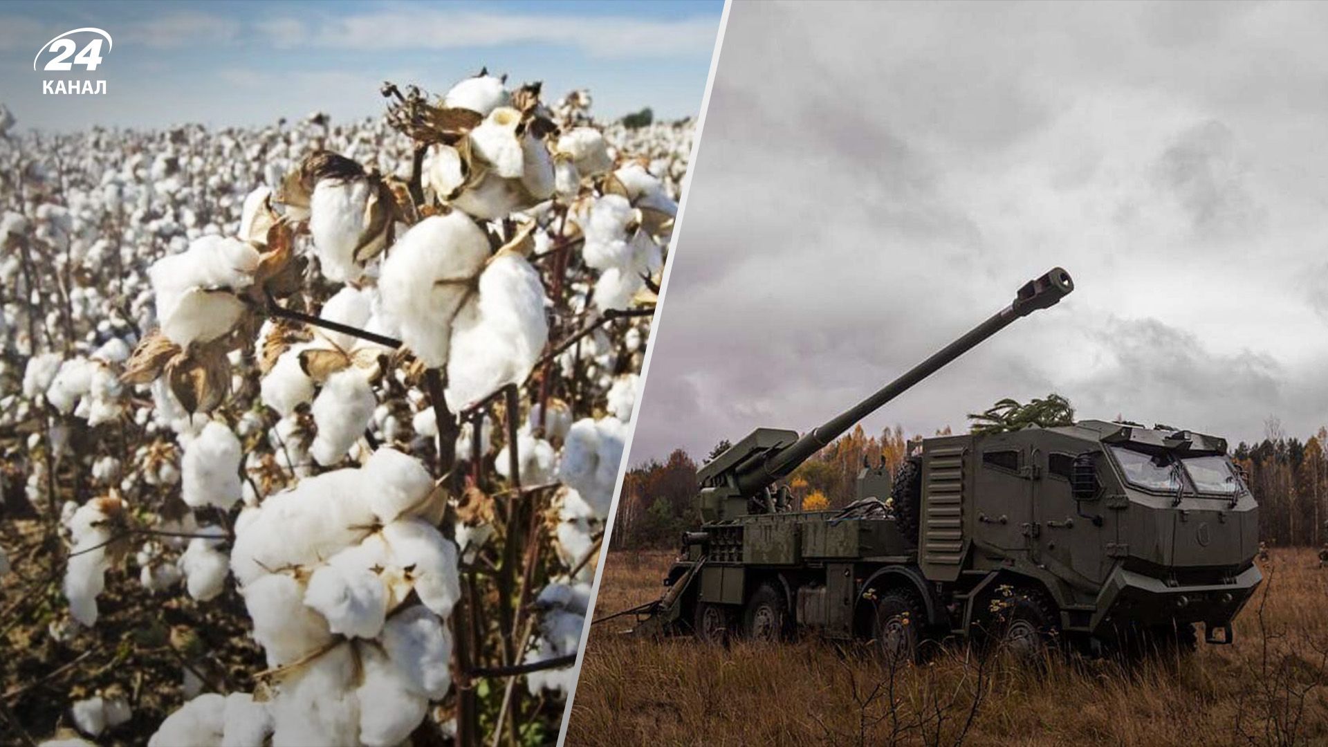 Визріла експериментальна бавовна для виробництва пороху Визріла експериментальна бавовна для виробництва пороху