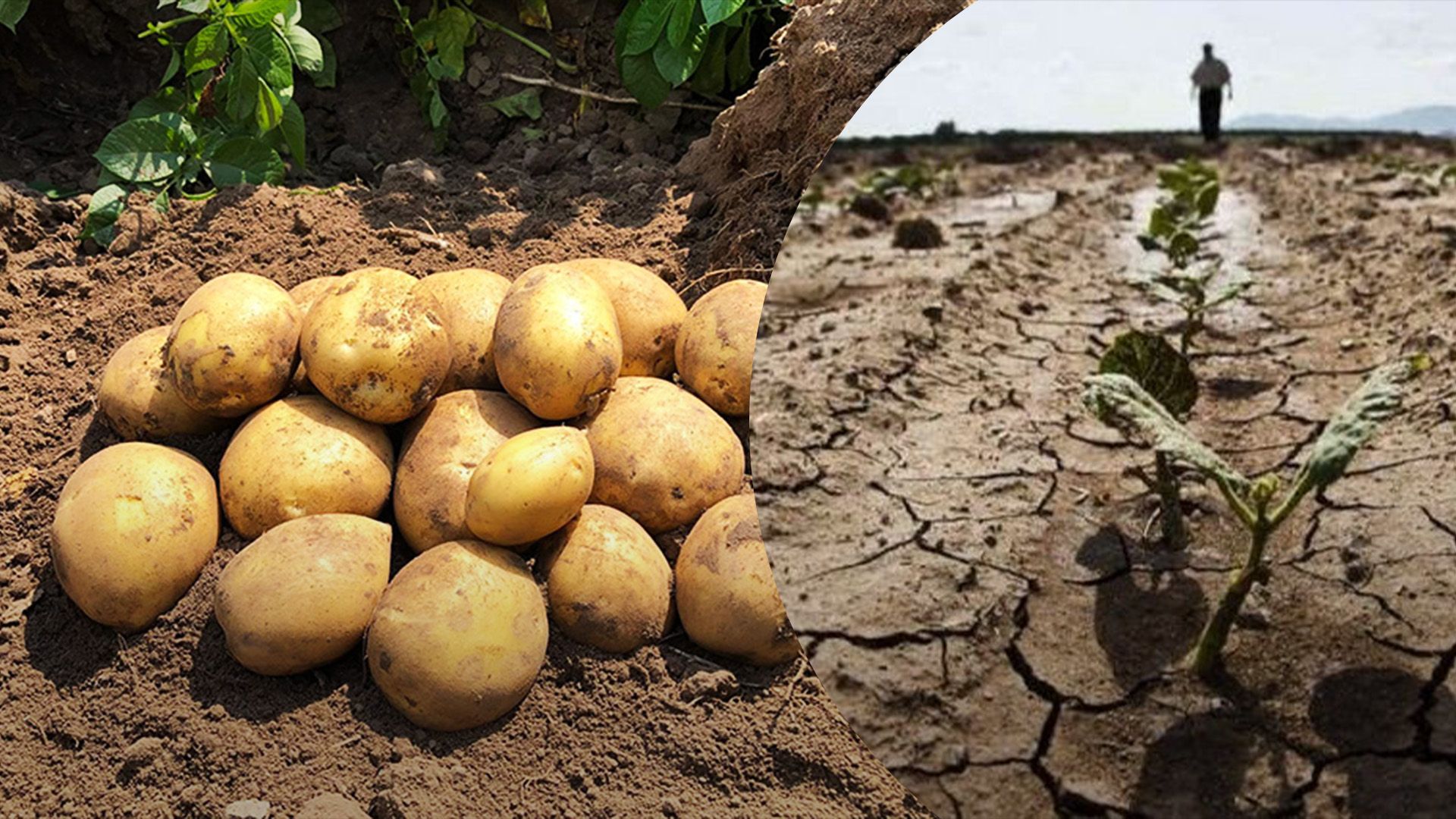 Як спека вплинула на картоплю Як спека вплинула на картоплю