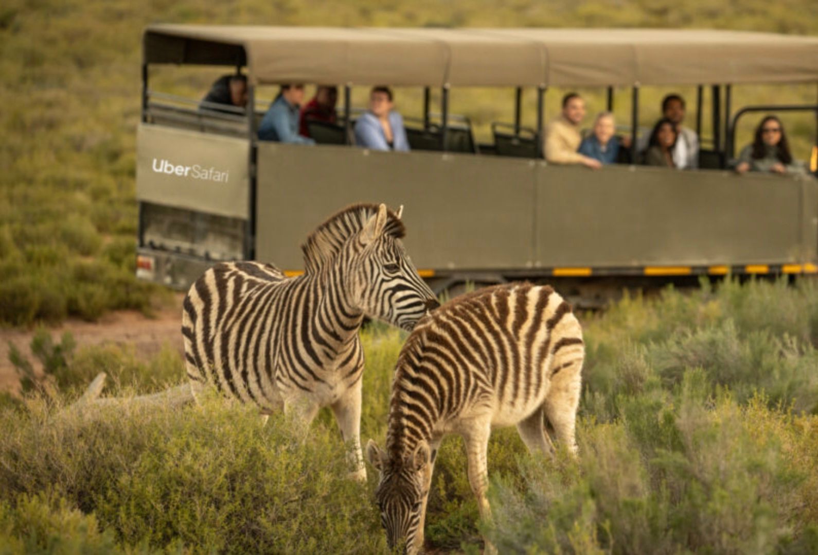 Uber пропонує туристам поїхати на сафарі на таксі Uber пропонує туристам поїхати на сафарі на таксі