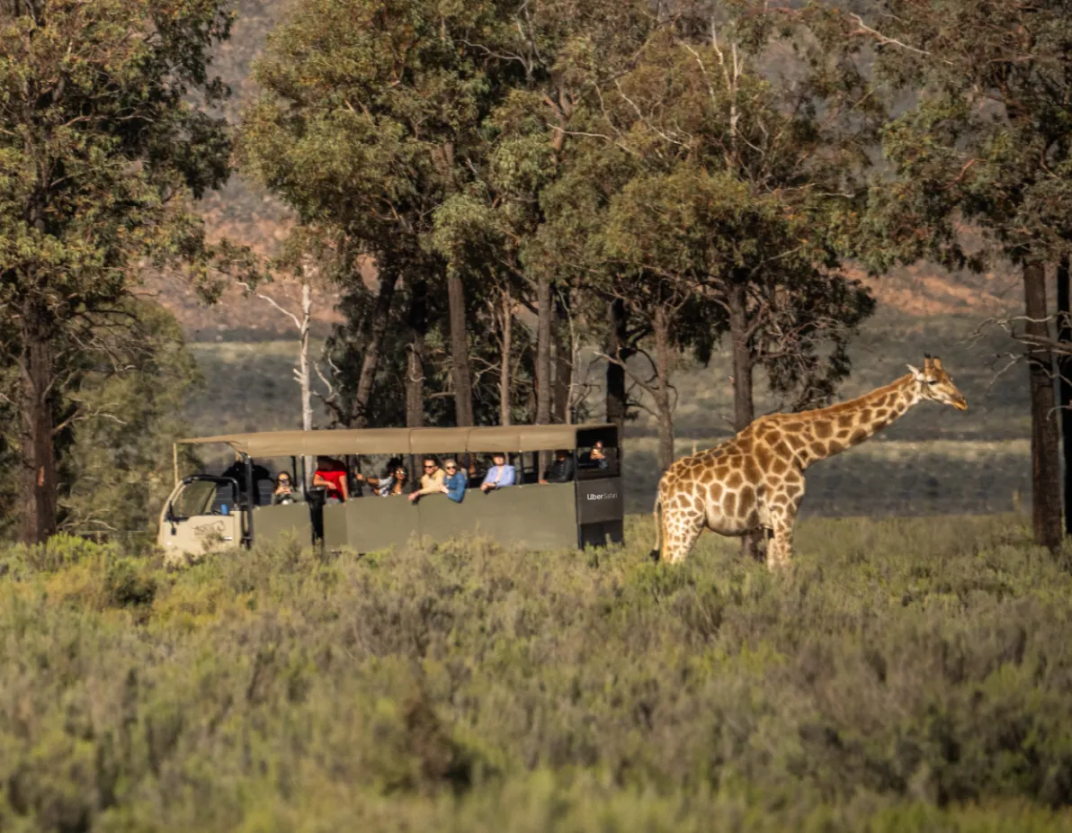 Uber пропонує туристам поїхати на сафарі на таксі Uber пропонує туристам поїхати на сафарі на таксі