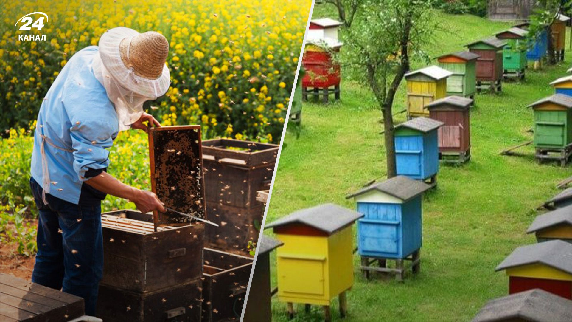 В 2025 году пчеловодство пострадает из-за засухи сейчас В 2025 году пчеловодство пострадает из-за засухи сейчас