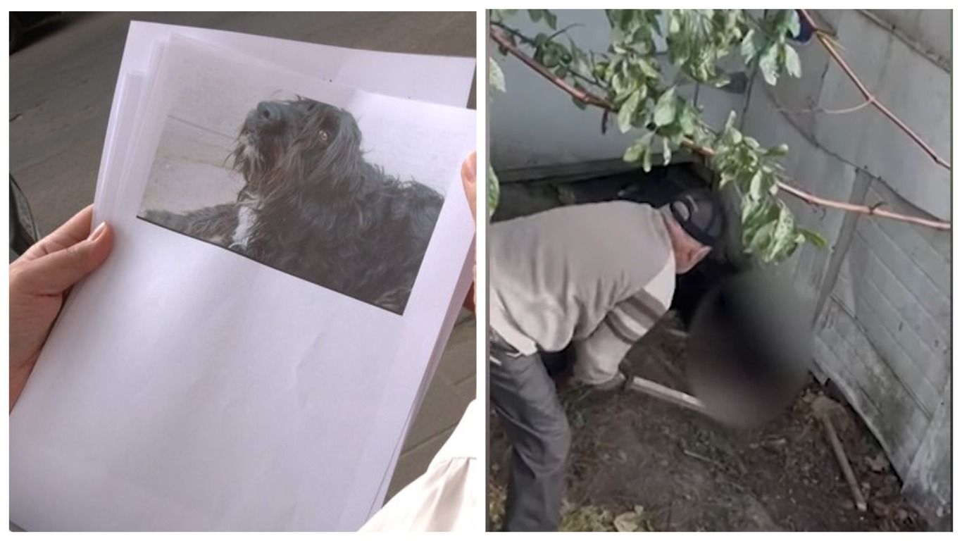 Прив'язав до дерева і бив палицею - у Львові чоловік на прохання власниці забив собаку - 24 Канал Прив'язав до дерева і бив палицею - у Львові чоловік на прохання власниці забив собаку - 24 Канал