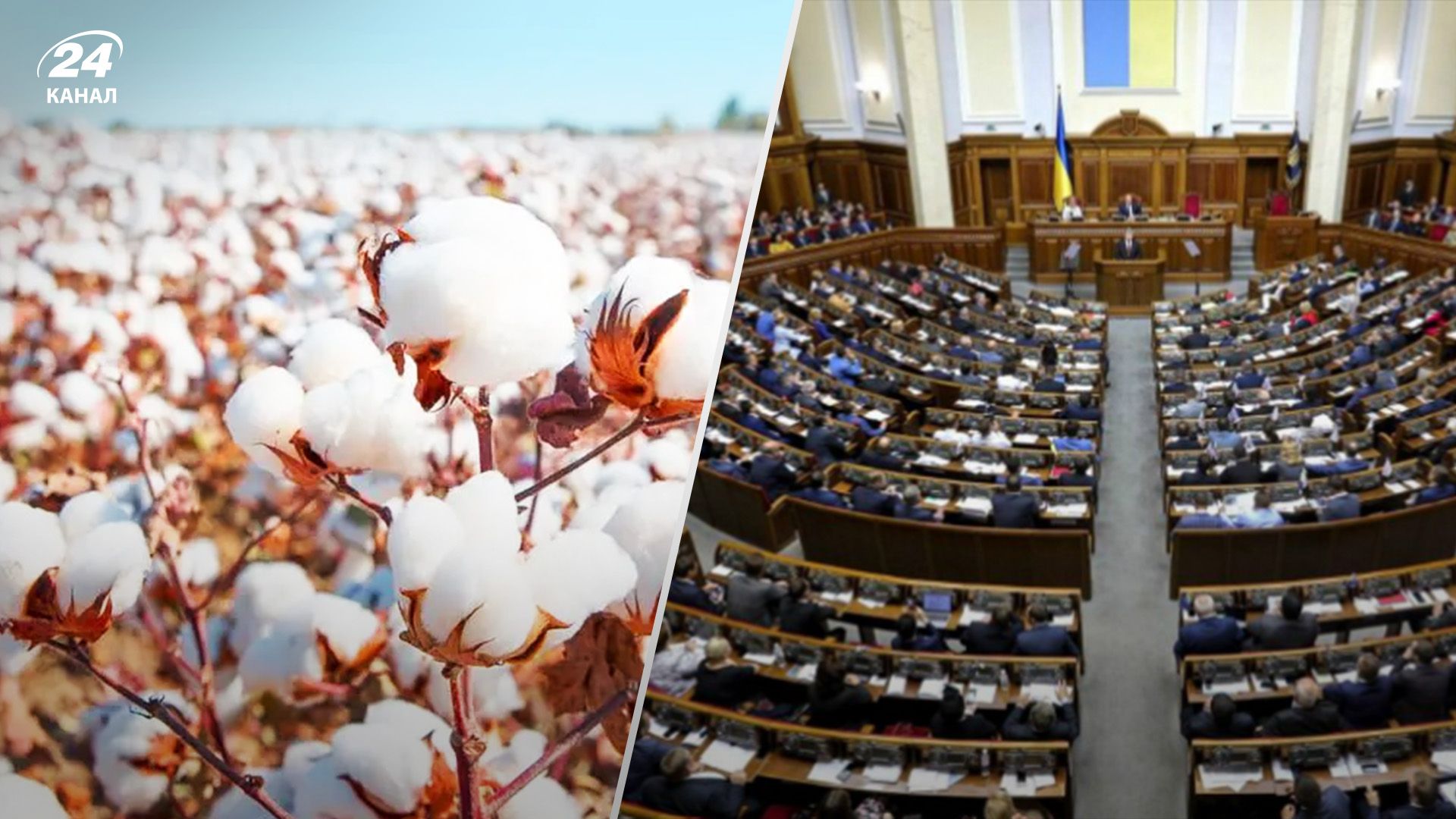 Выращивание хлопка предлагают дотировать из бюджета Выращивание хлопка предлагают дотировать из бюджета