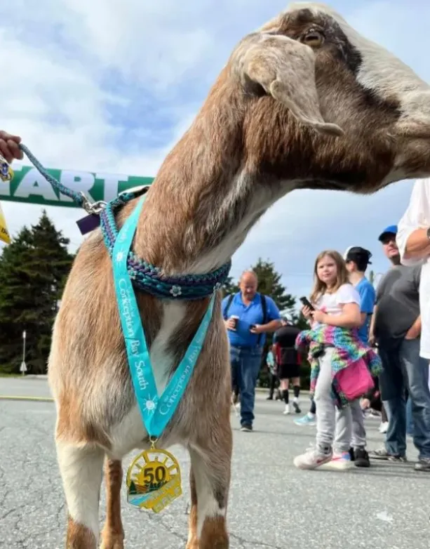 Козел здобув перемогу Козел здобув перемогу