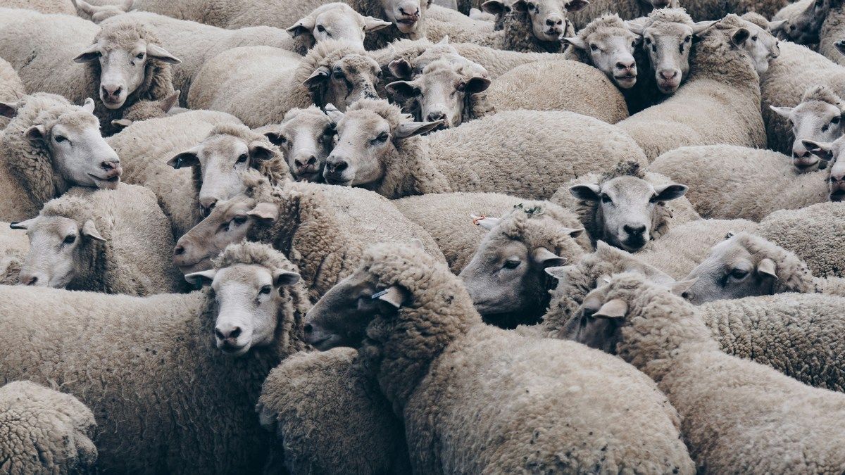 Чоловіка засуджено за незаконне клонування гігантських овець Чоловіка засуджено за незаконне клонування гігантських овець