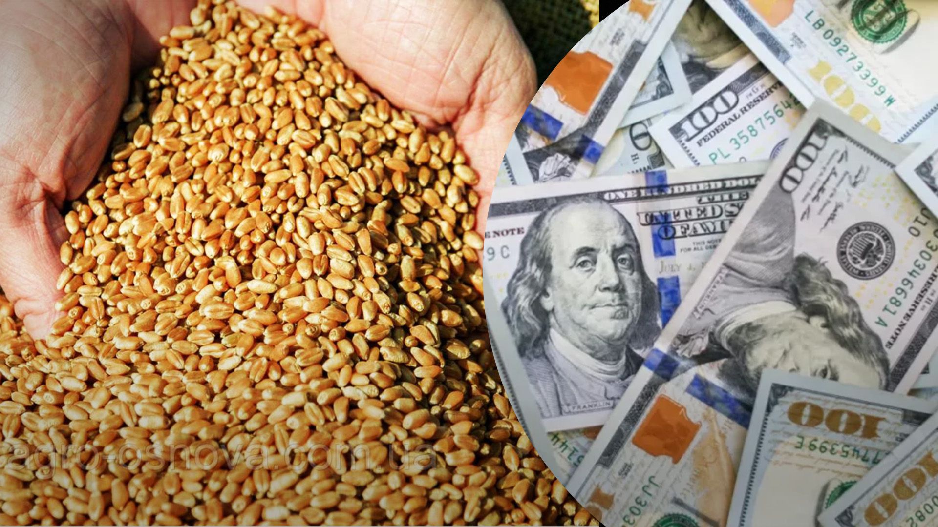 Цены на пшеницу растут в Украине и мире Цены на пшеницу растут в Украине и мире