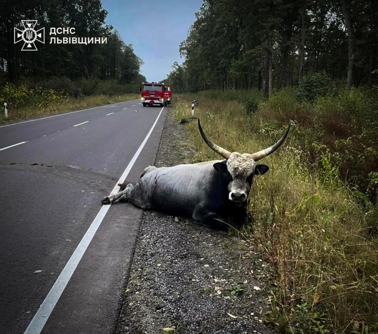 На Львівщині сталася ДТП за участі буйвола