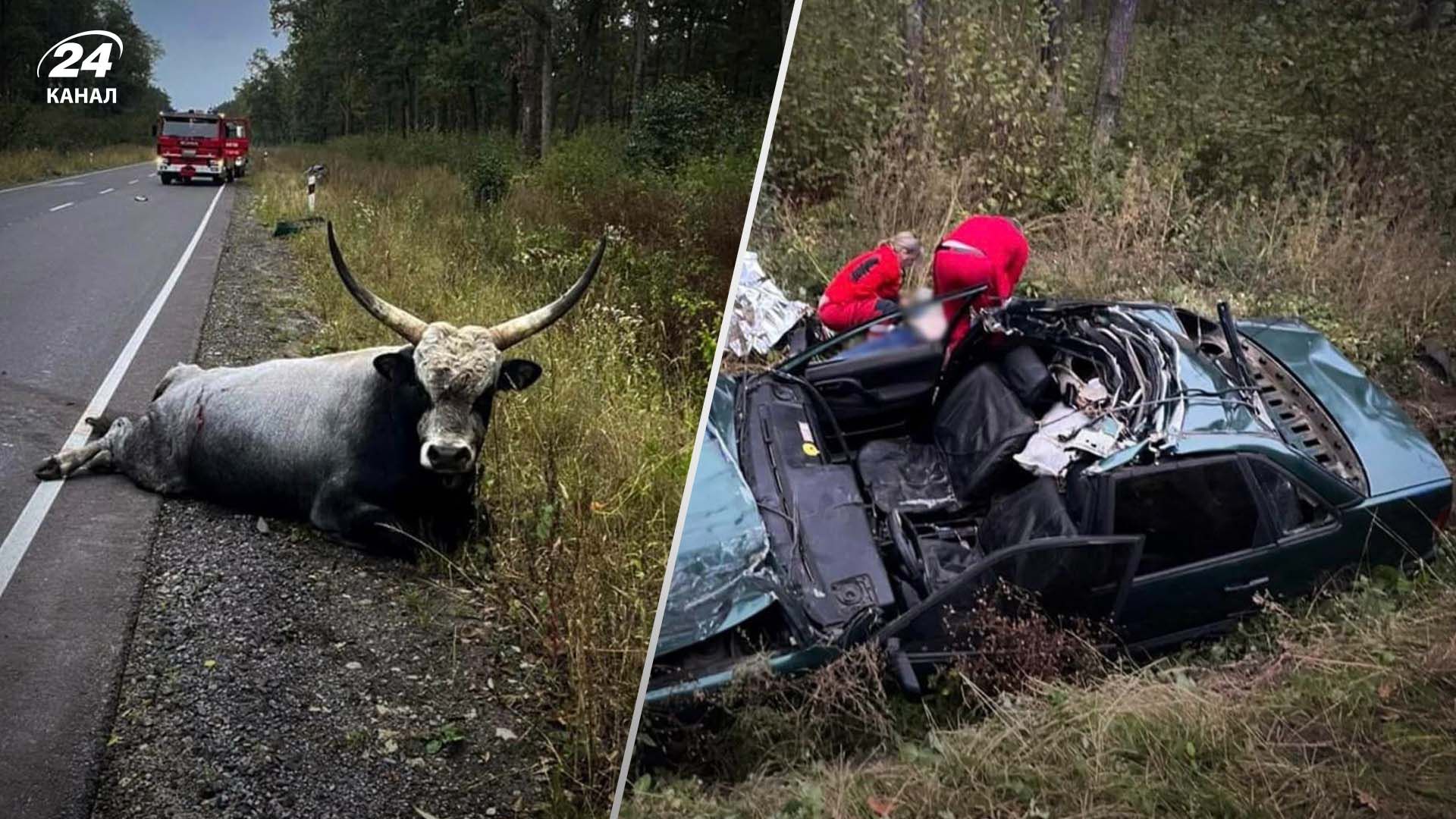 Смертельное ДТП с участием буйвола