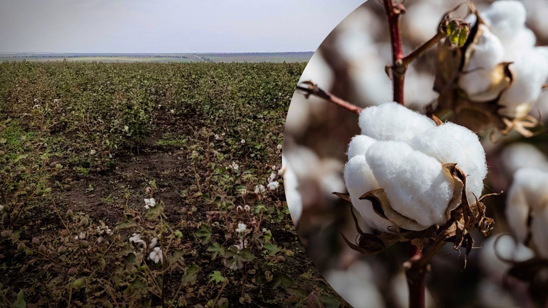Українські аграрії вдало виростили перший врожай бавовника Українські аграрії вдало виростили перший врожай бавовника