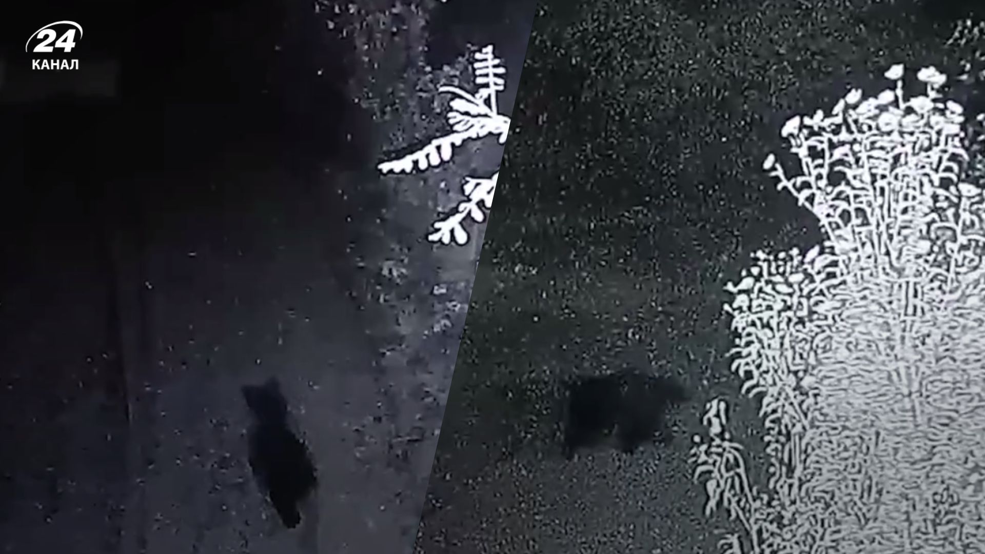 Румынский медведь в Украине Румынский медведь в Украине