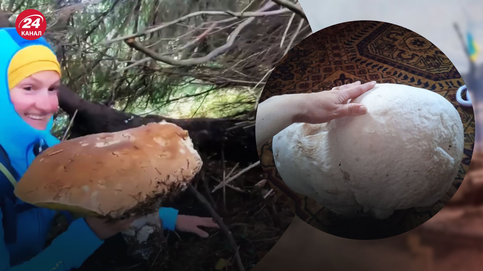 Гриб на Драгобраті Гриб на Драгобраті