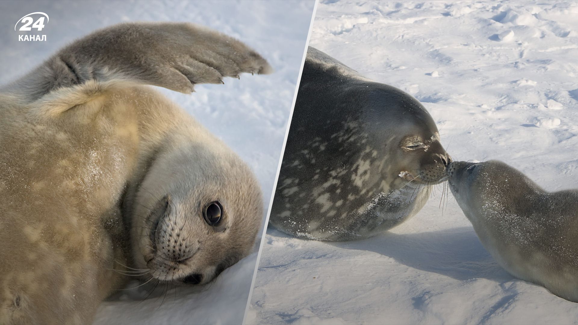 Біля "Вернадського" народилися тюленятка Біля "Вернадського" народилися тюленятка