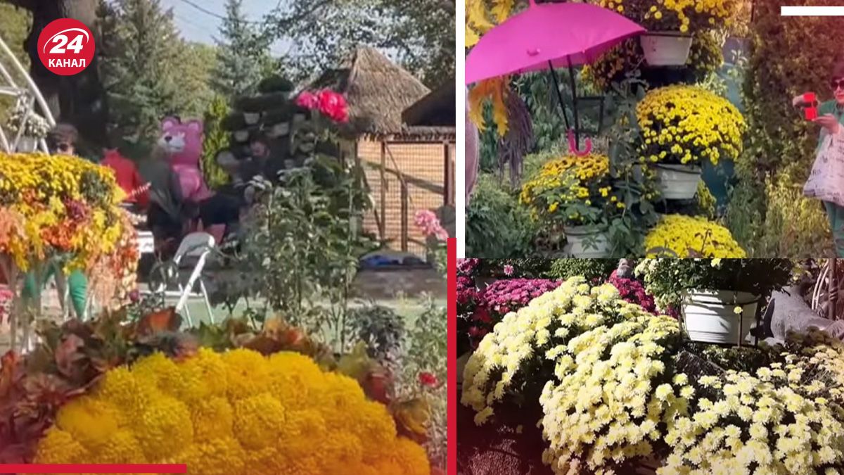 У харківському Екопарку відкрили "Бал хризантем" У харківському Екопарку відкрили "Бал хризантем"