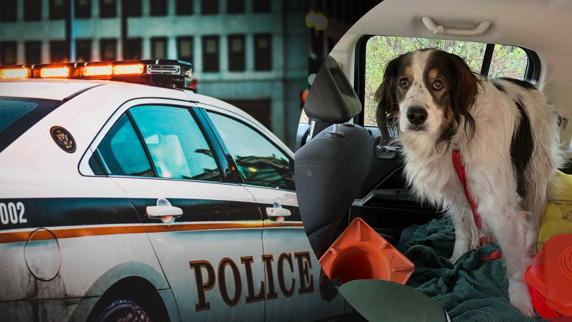 "Справжній герой": у США собака врятувала життя своєму 84-річному травмованому власнику - 24 Канал "Справжній герой": у США собака врятувала життя своєму 84-річному травмованому власнику - 24 Канал