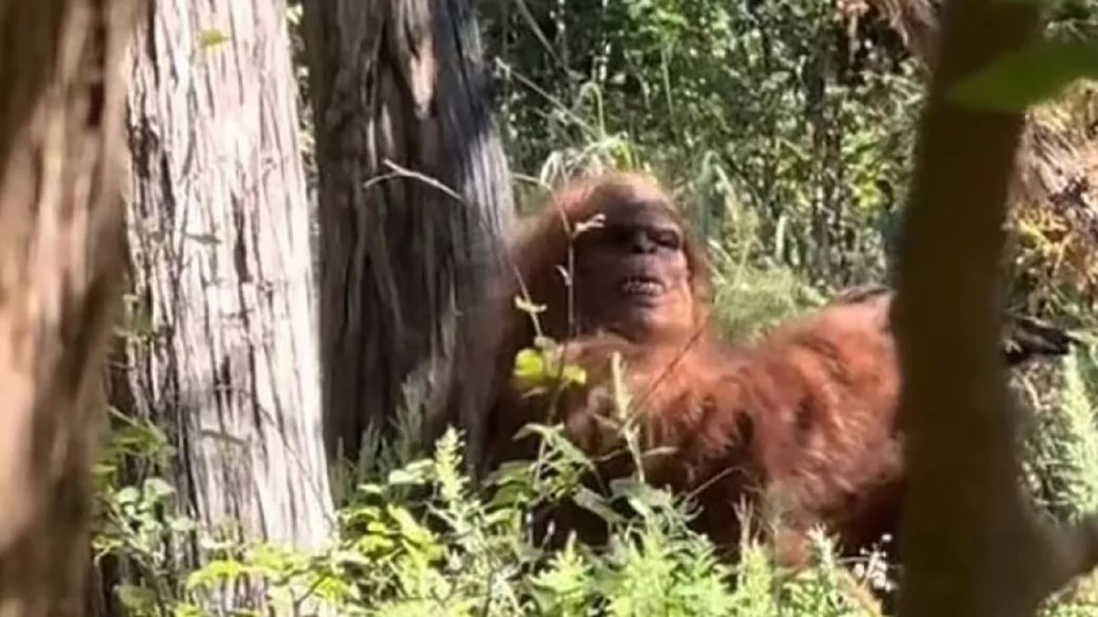 У мережі завірусилося відео зі сніговою людиною 