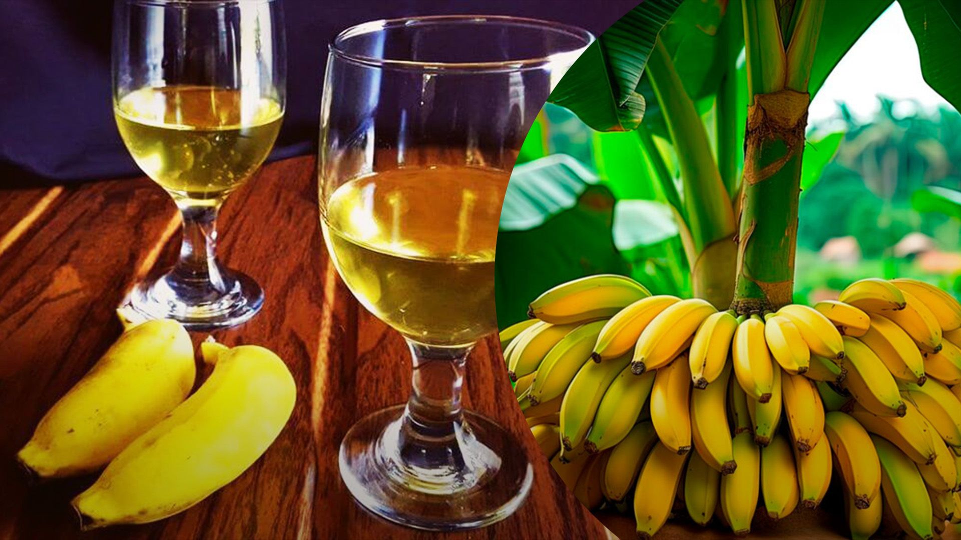 В Африке появилась ферма, где делают банановое вино В Африке появилась ферма, где делают банановое вино