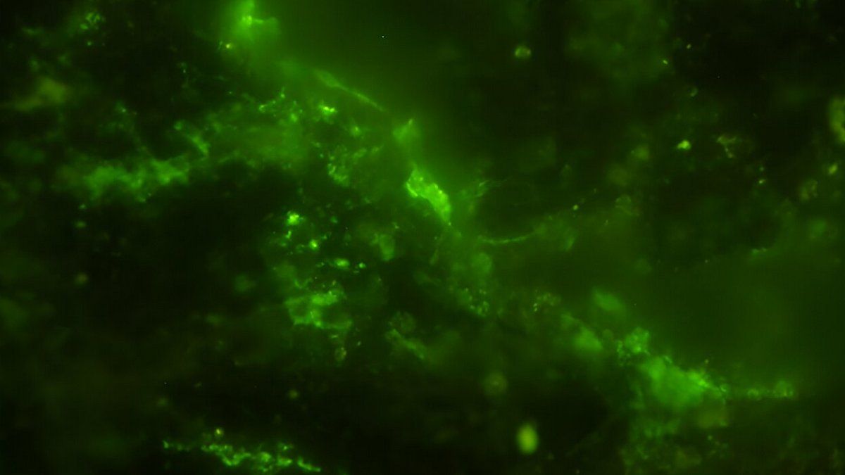 Порода возрастом 2 миллиарда лет открыла изолированных потомков древних микробов Порода возрастом 2 миллиарда лет открыла изолированных потомков древних микробов