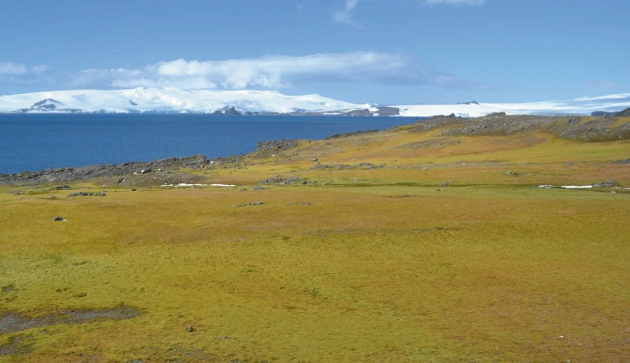 Антарктида активно зеленеет Антарктида активно зеленеет