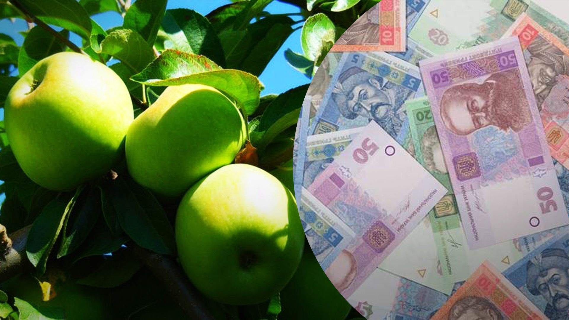 Зимние яблоки дорожают Зимние яблоки дорожают