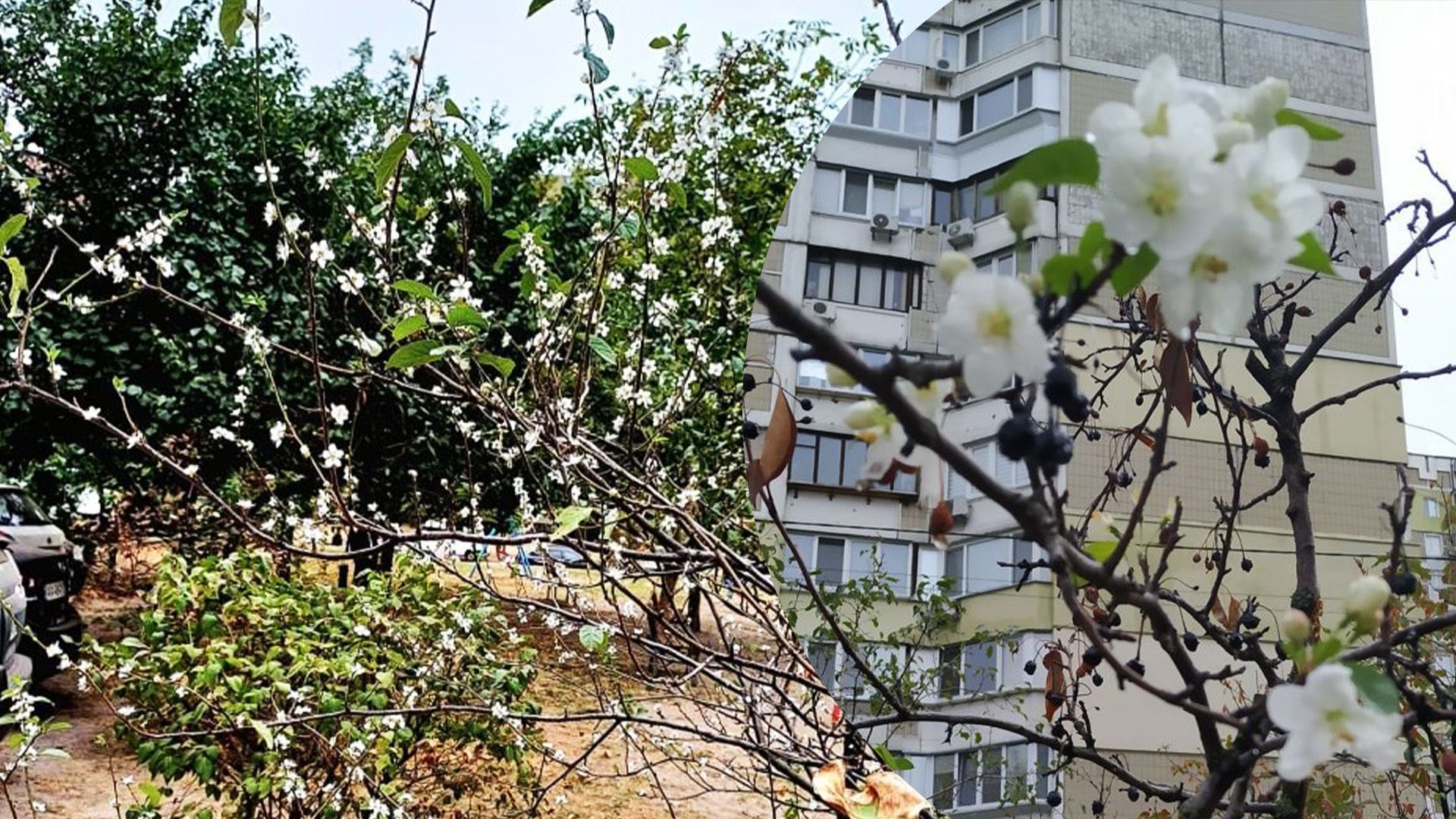 Почему в Киеве зацвели некоторые деревья Почему в Киеве зацвели некоторые деревья