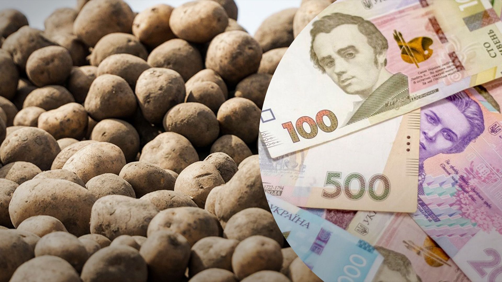 Чому картопля і далі продовжує дорожчати Чому картопля і далі продовжує дорожчати
