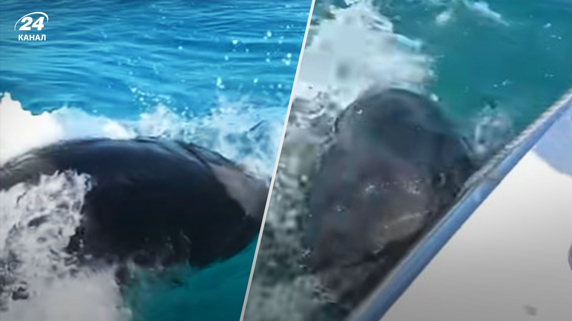 В Австралии мужчина случайно поймал океанического монстра В Австралии мужчина случайно поймал океанического монстра