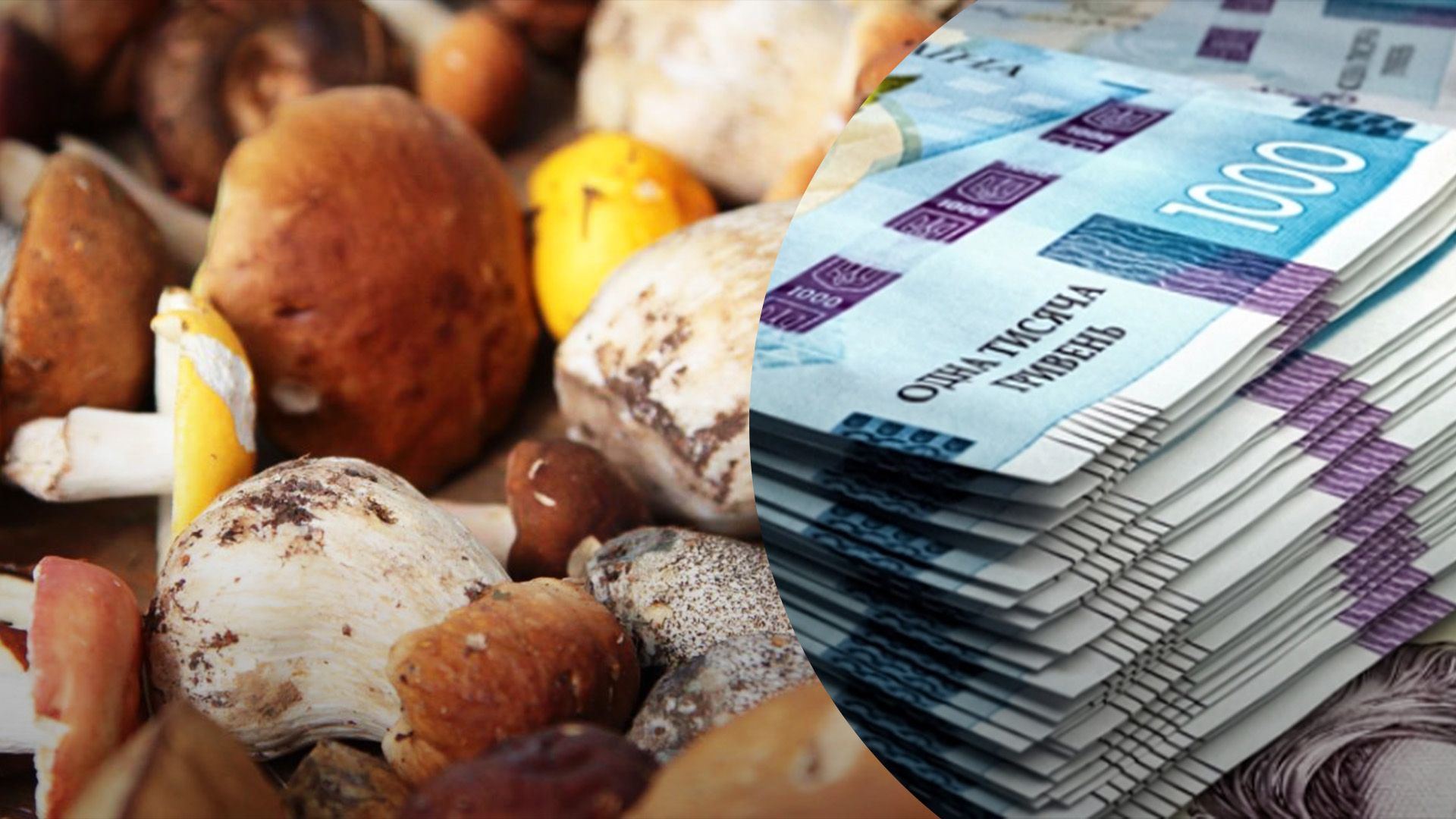 Какая цена на белые грибы в Украине Какая цена на белые грибы в Украине