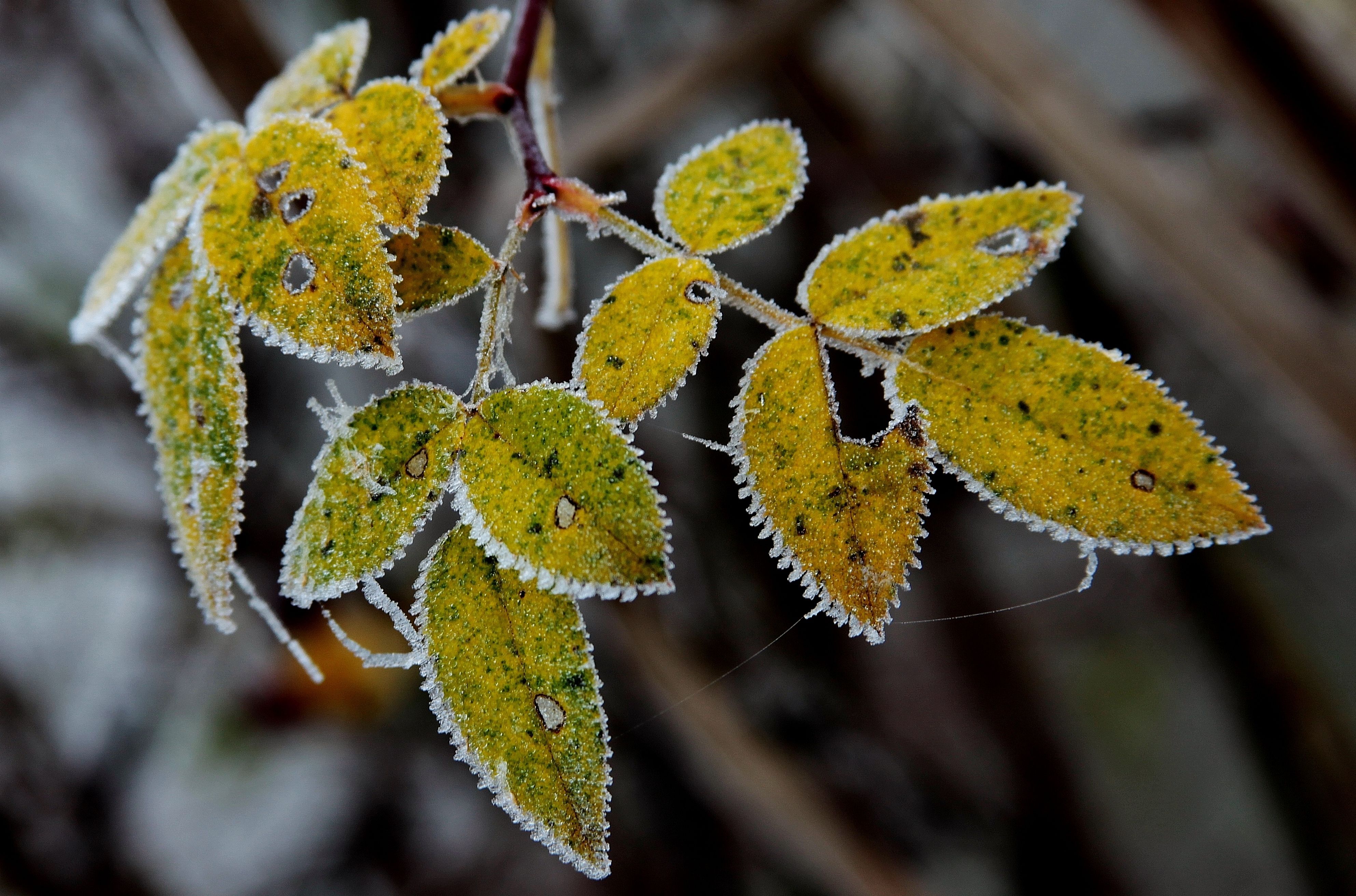 Заморозки в Украине Заморозки в Украине