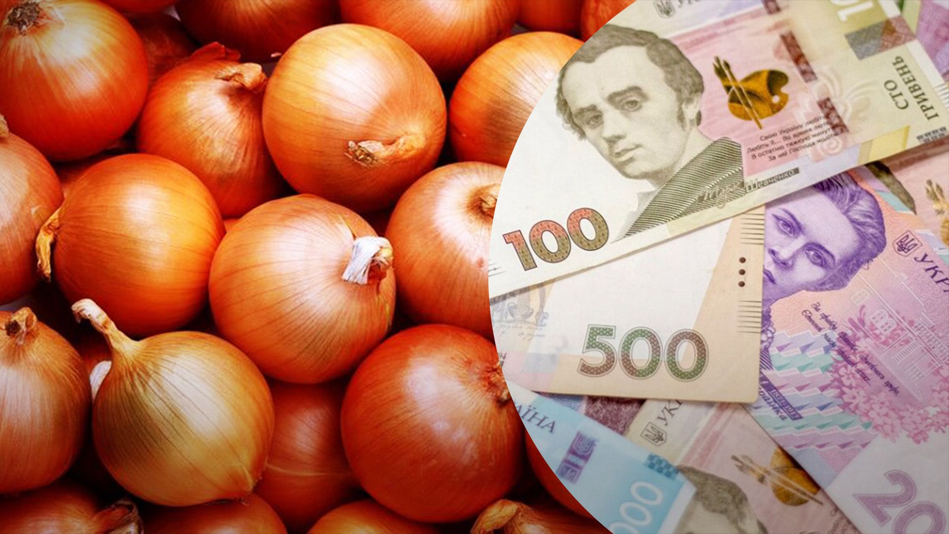Цибуля почала дешевшати Цибуля почала дешевшати