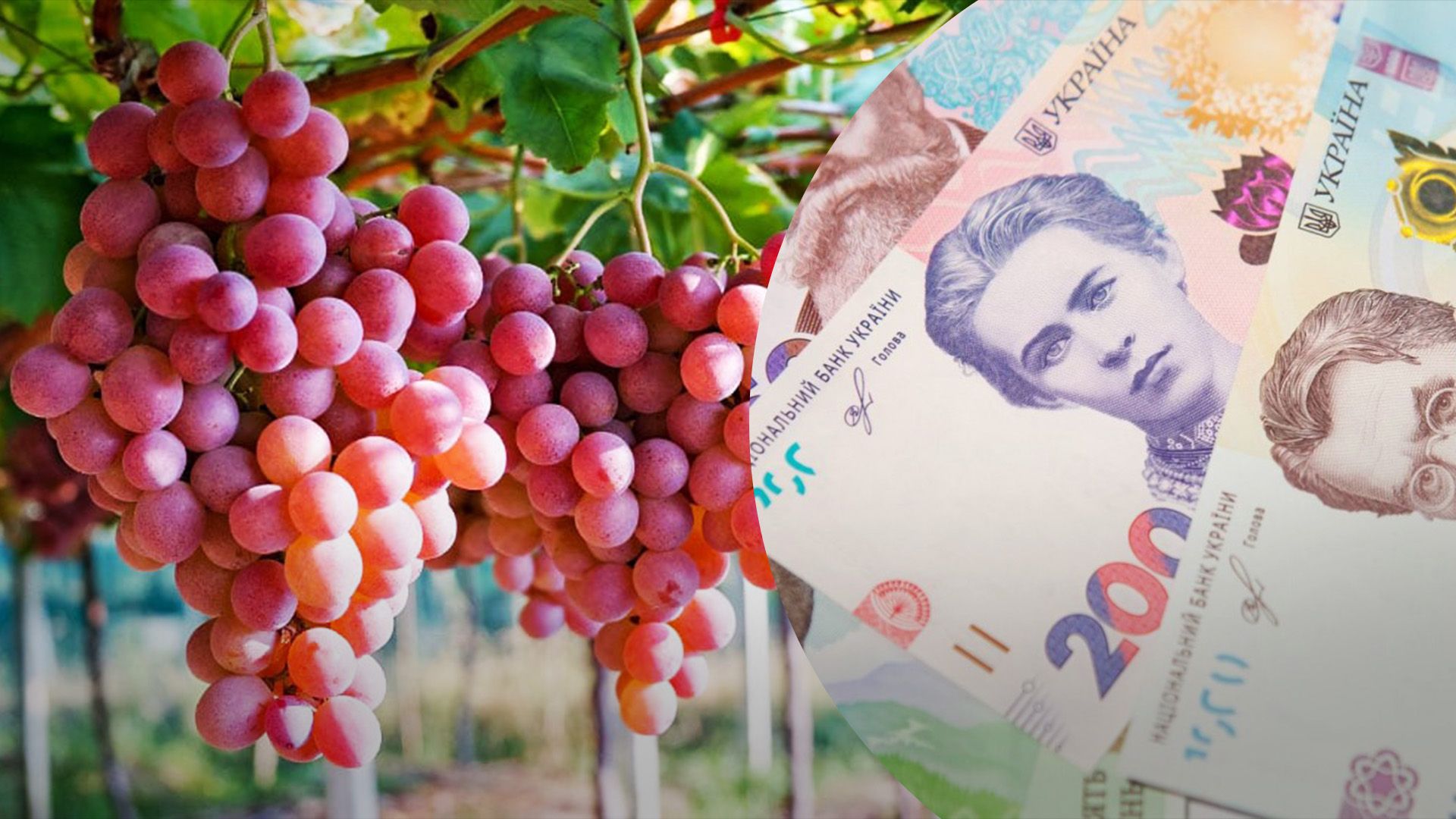 В Украине подорожал виноград В Украине подорожал виноград