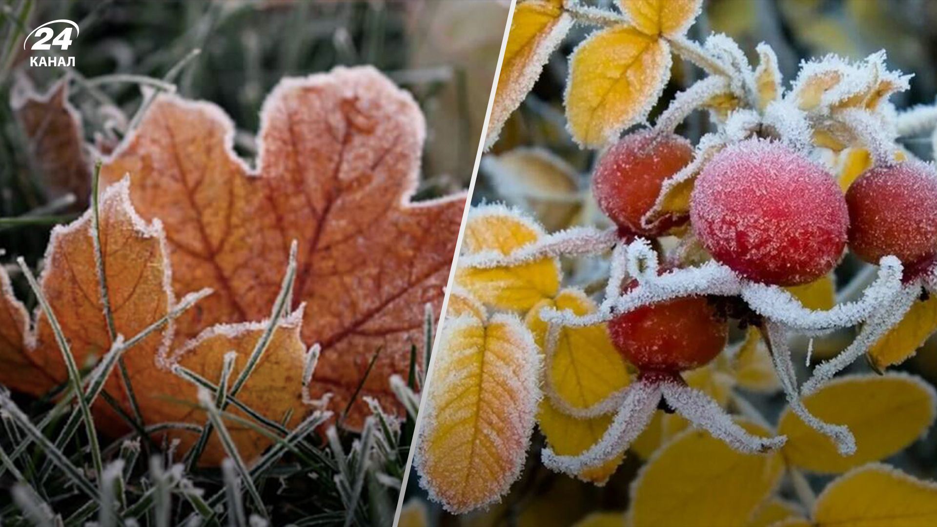 В одній з областей на вихідних вдарять сильні заморозки В одній з областей на вихідних вдарять сильні заморозки