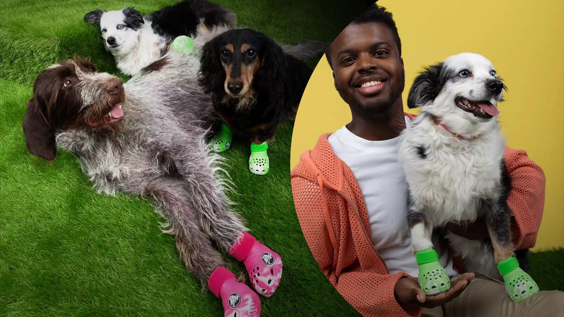 Бренд Crocs создаст кроксы для собак - как они будут выглядеть Бренд Crocs создаст кроксы для собак - как они будут выглядеть