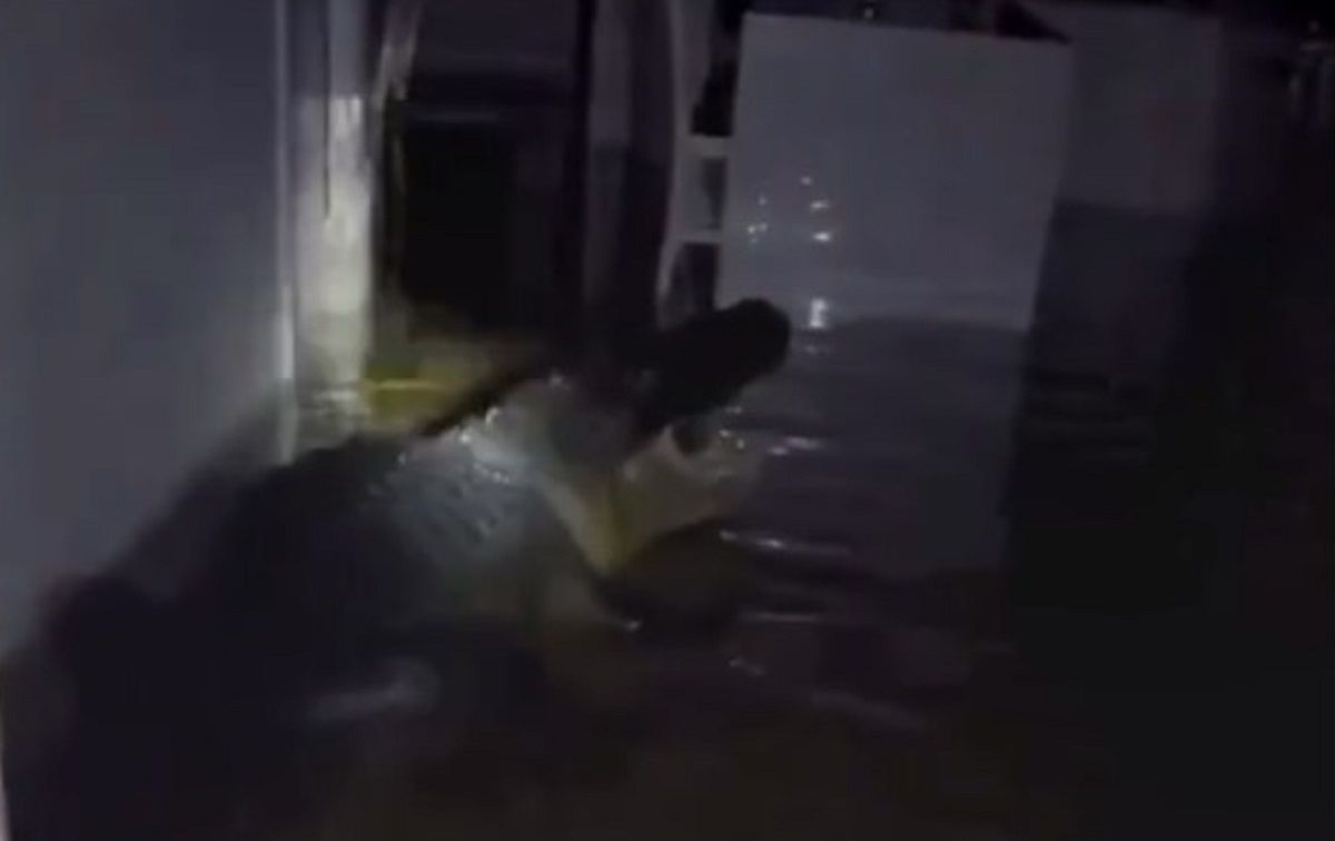 Ураган Мілтон приніс на вулиці Флориди крокодилів Ураган Мілтон приніс на вулиці Флориди крокодилів