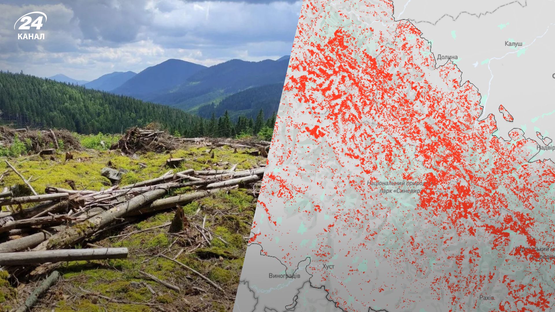 Украинские Карпаты вырубают Украинские Карпаты вырубают