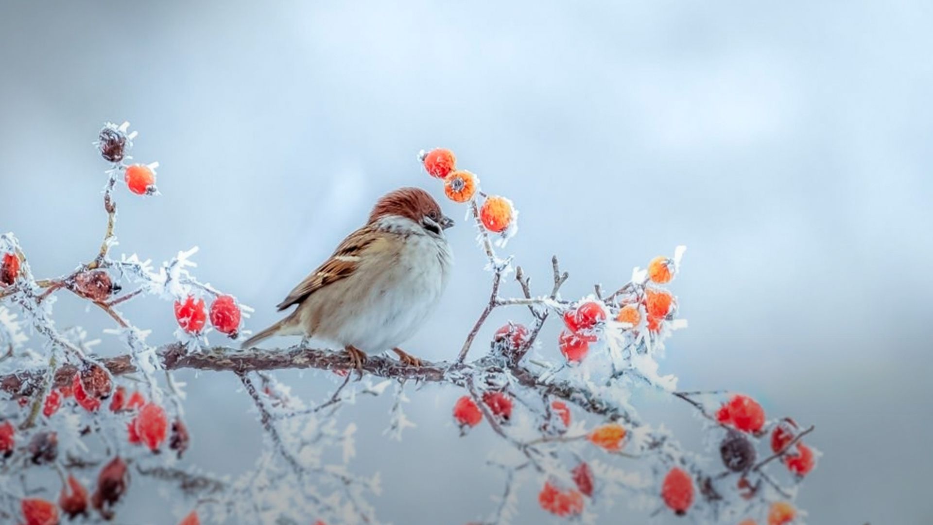 Заморозки на Заході України Заморозки на Заході України