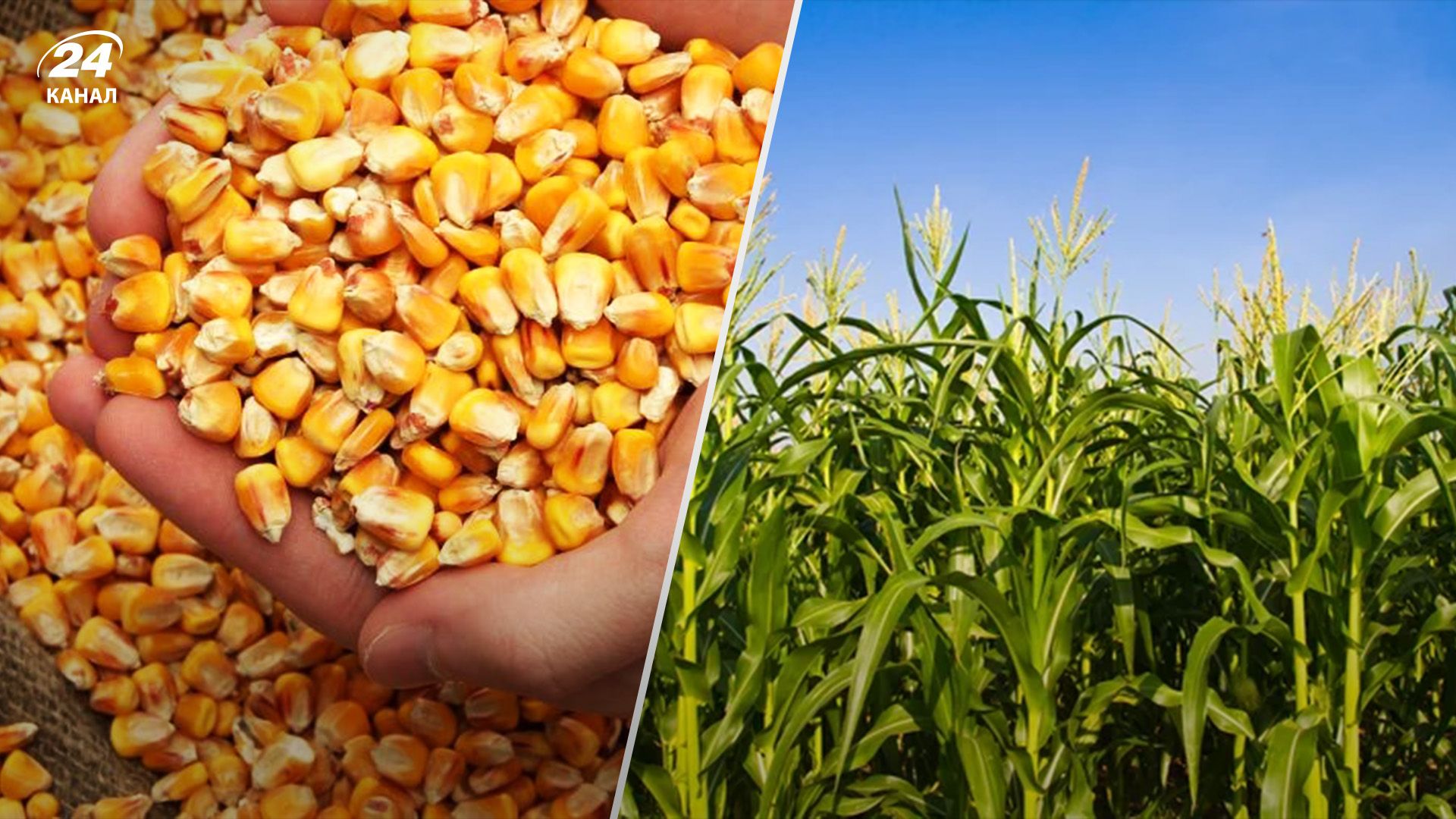 Кукуруза растет в цене Кукуруза растет в цене