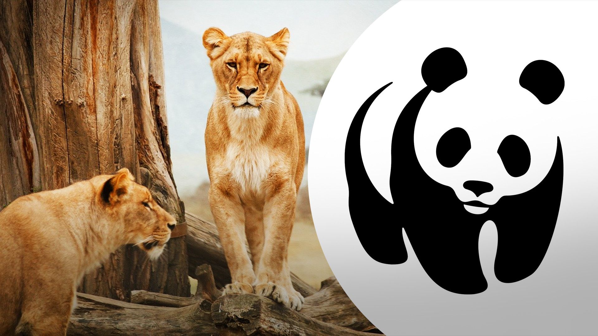 У багатьох видів тварин скоротились популяції У багатьох видів тварин скоротились популяції