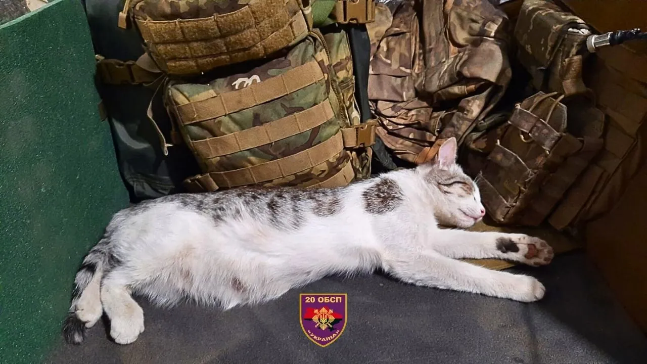 Кошка спасла жизнь бойцу 20 ОБСП Кошка спасла жизнь бойцу 20 ОБСП