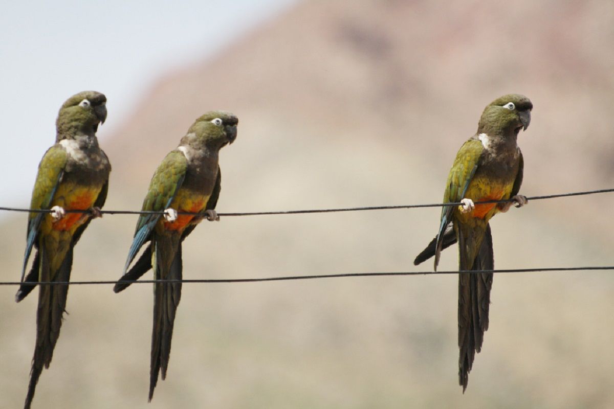 Жителі аргентинського міста страждають від нашестя папуг Жителі аргентинського міста страждають від нашестя папуг