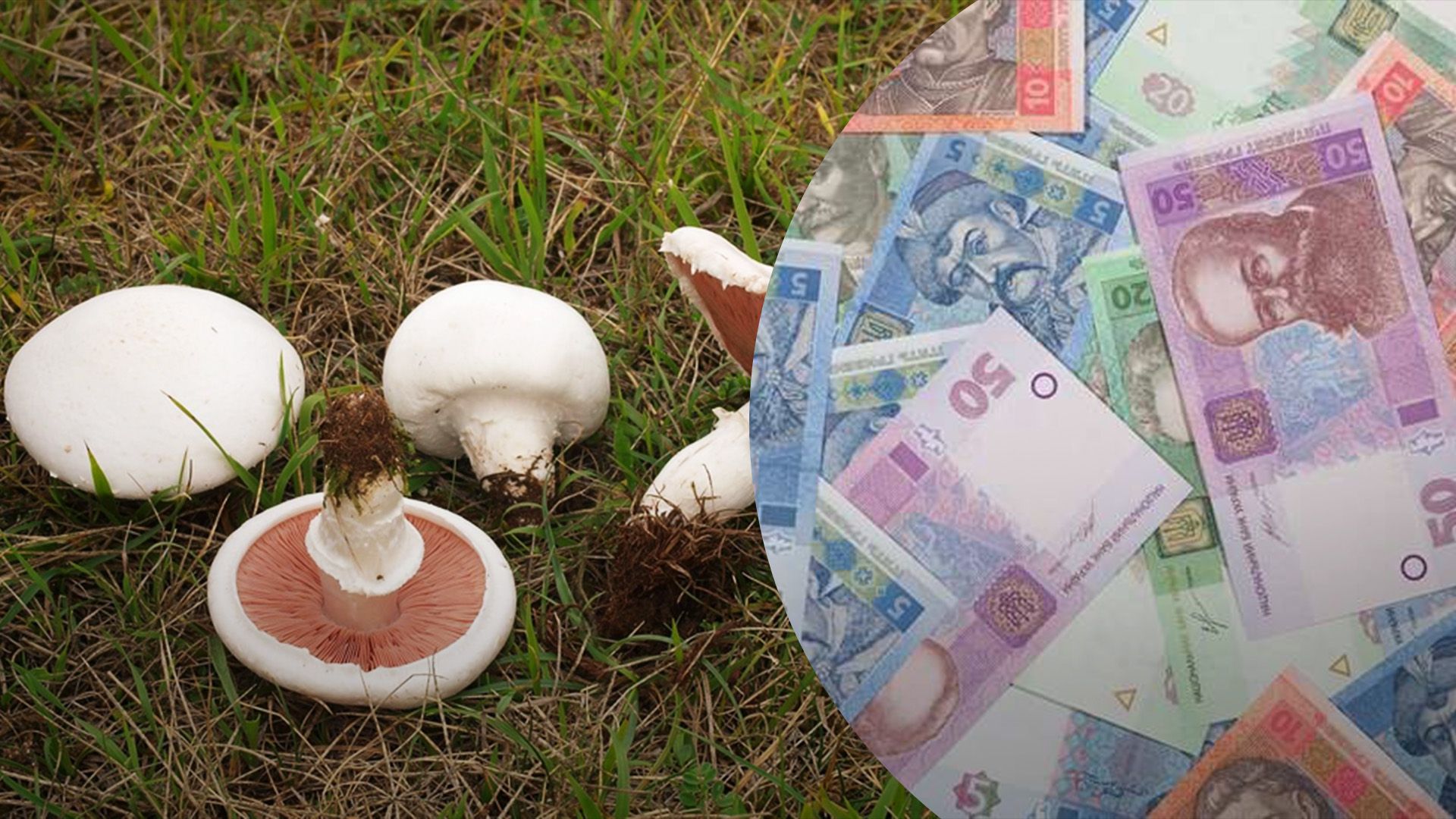 Скільки коштують печериці у магазині Скільки коштують печериці у магазині