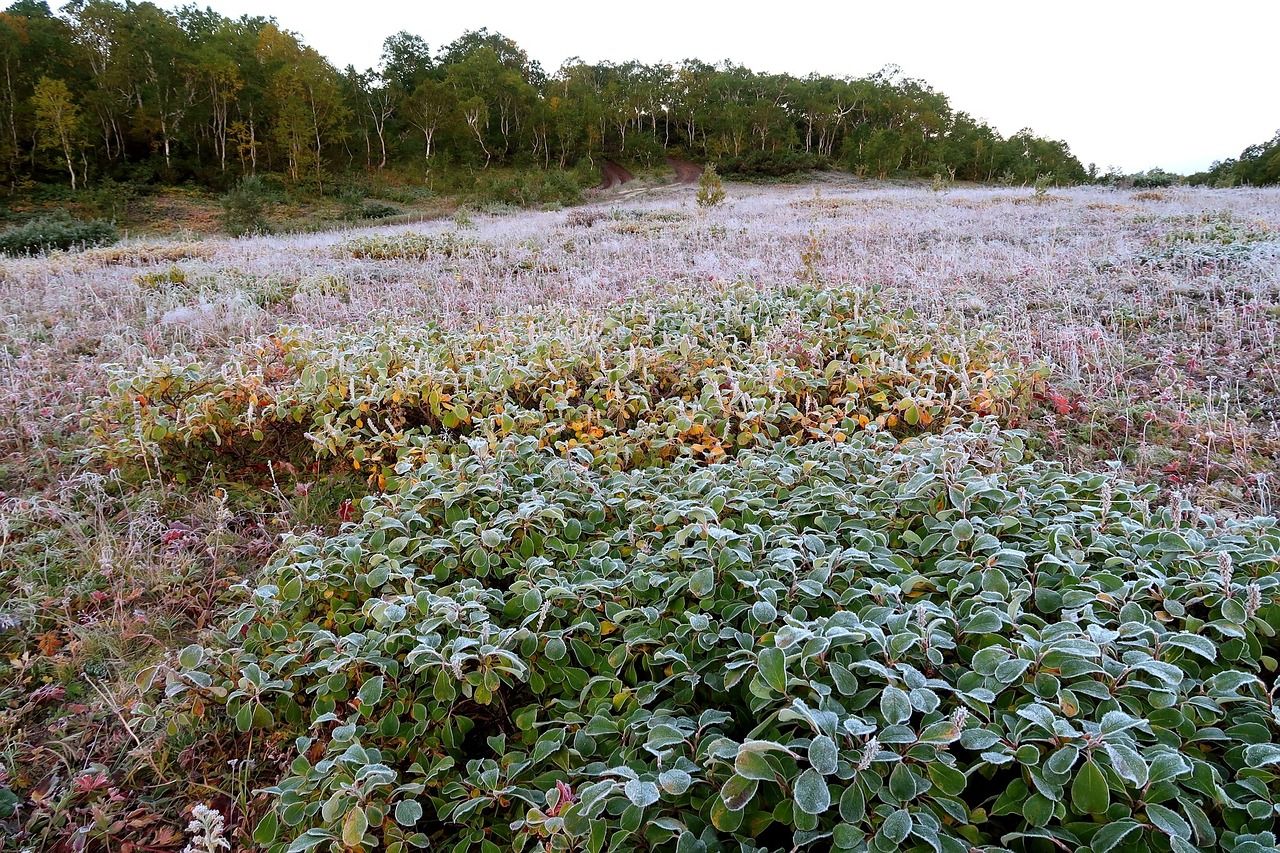 Заморозки накроют всю Украину Заморозки накроют всю Украину