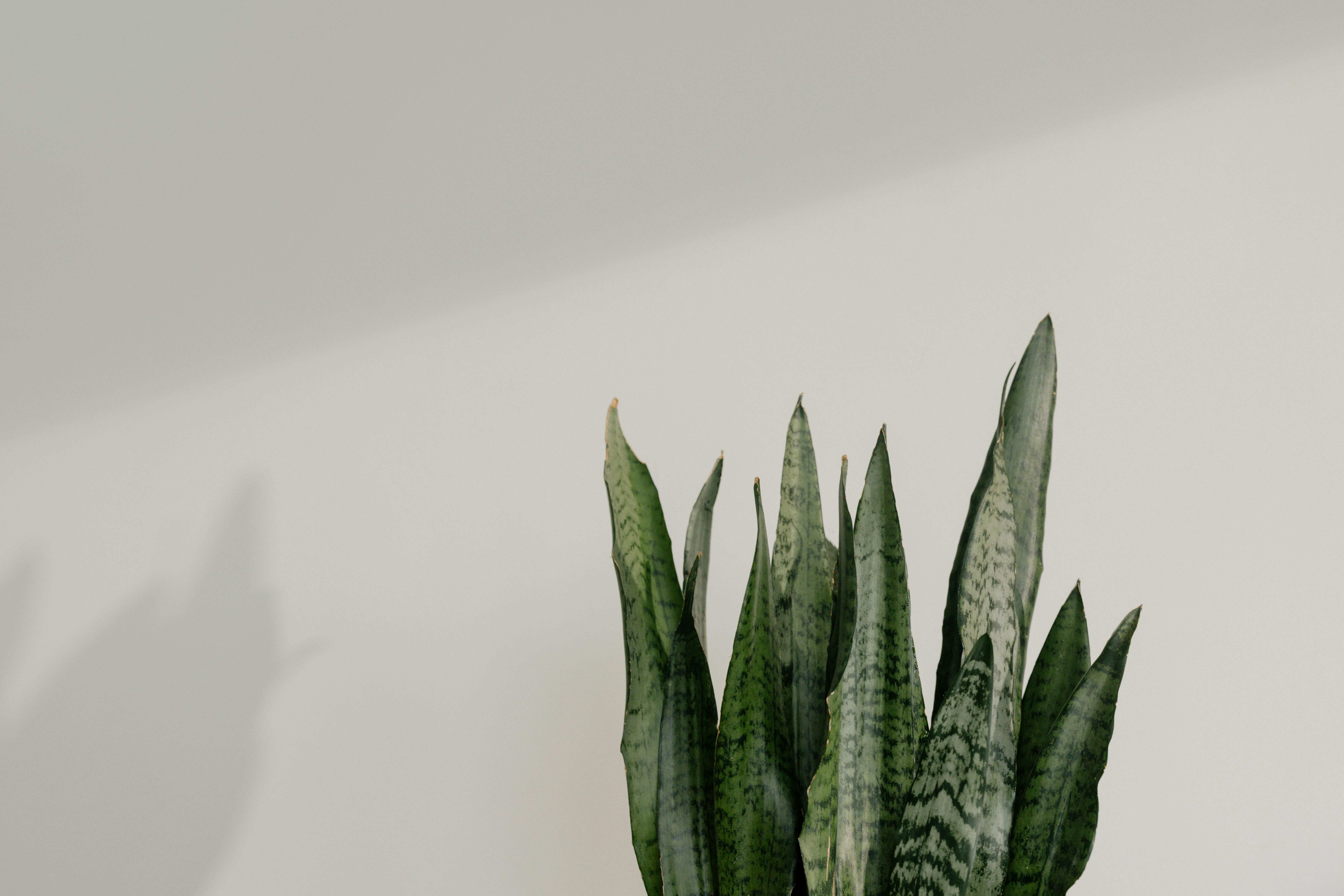 Кімнатні рослини, які не потребують частого поливу - які вазони обрати Кімнатні рослини, які не потребують частого поливу - які вазони обрати