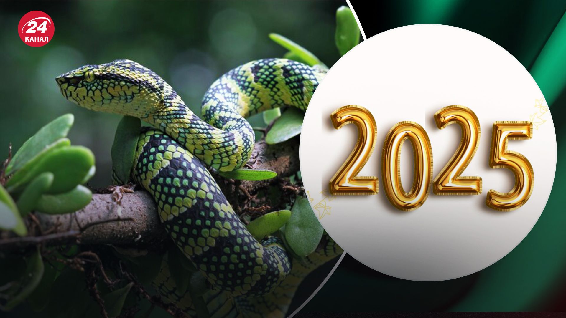 Новий рік 2025 : головні кольори, тварина року, в чому зустрічати - lifestyle 24 Новий рік 2025 : головні кольори, тварина року, в чому зустрічати - lifestyle 24