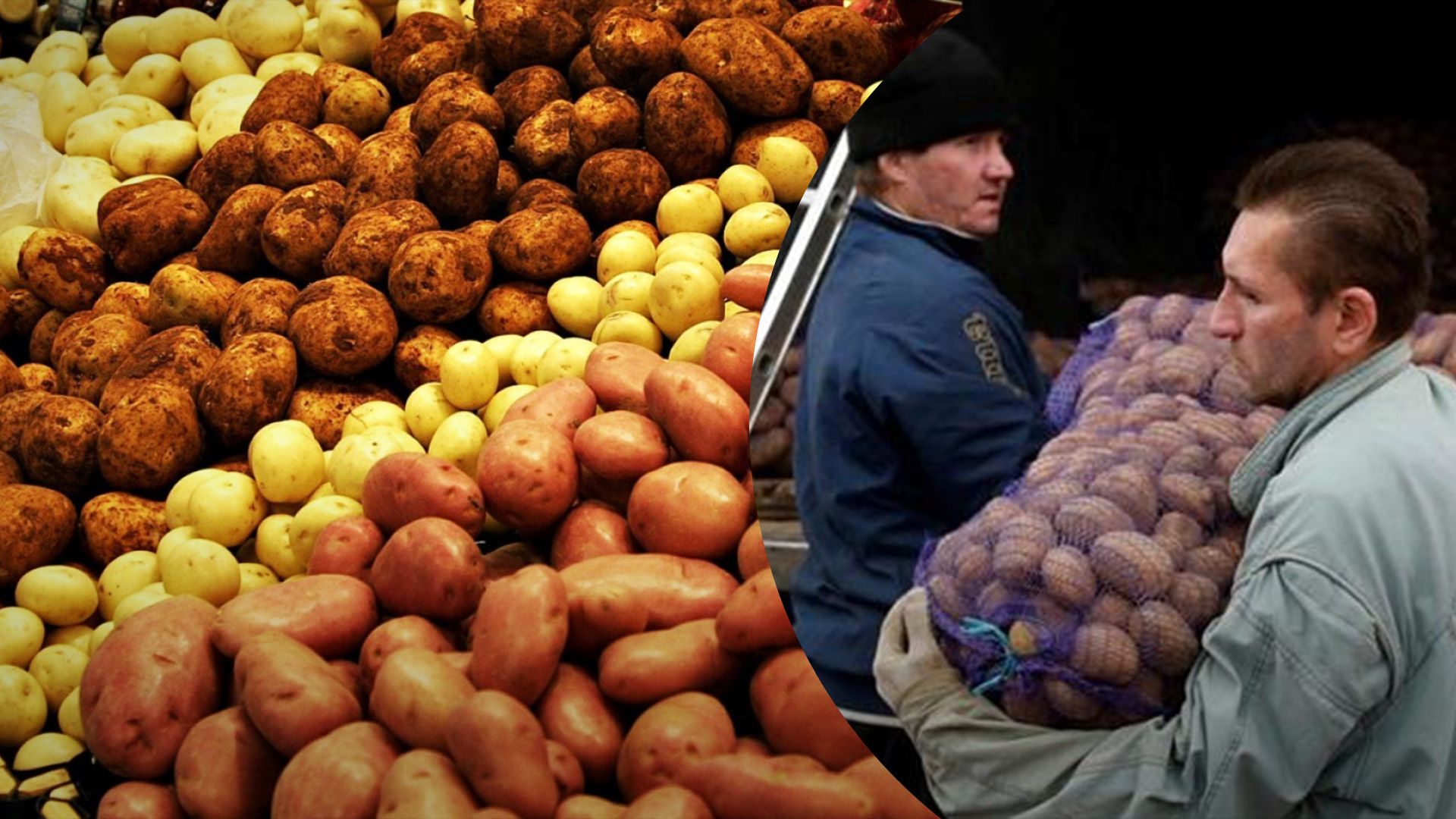 Скільки імпортної картоплі у магазинах Скільки імпортної картоплі у магазинах